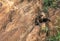 Young baboon monkey animal climbing and clinging onto rocks by the Nile River in Ethiopia Africa.