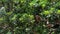 Young baboon monkey looking for food in a tree, Safari camp in Africa