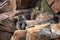 A young baboon sits on a colorful desert rock staring into the distance its arms and legs crossed surrounded by other large orange