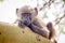 Young baboon sitting on branch and looking