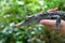 Young Baby Australian Salt water crocodile