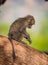 Young baby baboon sits in profile on limb of tree in Kenya