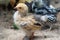 Young baby Bantam rooster chick in the sand