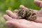 Young baby bird of a lapwing