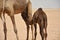 Young baby black camels & brown adults