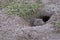 Young baby brown rat peeks head and face out of wet muddy burrow