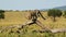 Young Baby Cheetah Cub Playing, Climbing Dead Tree in African Savanna Landscape Scenery in Masai Mar