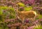 Young Baby Deer In Scenic Landscape In Scotland