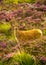 Young Baby Deer In Scenic Landscape In Scotland