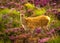 Young Baby Deer In Scenic Landscape In Scotland