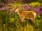 Young Baby Deer In Scenic Landscape In Scotland