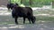 Young baby Domestic Yak, Bos mutus grunniens in a german park