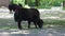 Young baby Domestic Yak, Bos mutus grunniens. A long-haired domesticated bovid found throughout the Himalayan region