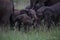 Young Baby Elephants Playing in Hwage National Park, Zimbabwe, Elephant, Tusks, Elephant`s Eye Lodge