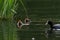 Young baby Eurasian, or common coot Fulica atra on a pond