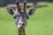 Young baby giraffe looking at camera. Head shot with focus on eyes.