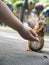 Young baby girl hand with open palm feeding squirrel with unfocused colorful park attractions at background front view