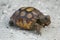 young baby gopher tortoise walking aross a sand path