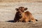 Young baby Heck cattle, Bos primigenius taurus or aurochs in the zoo