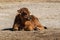 Young baby Heck cattle, Bos primigenius taurus or aurochs in the zoo