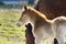 A young baby horse foul stands near her grazing mother