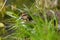 Young baby mallard duck with fresh head wound