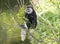 Young baby Mantled guereza monkey also named Colobus guereza eating tree leaves, climbing tree branch over the water