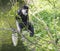 Young baby Mantled guereza monkey also named Colobus guereza eating tree leaves, climbing tree branch over the water