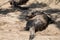 Young baby otter lying on the sand sunbathing