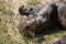 Young baby otter lying on the sand sunbathing