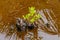 Young baby sprouts at the mangrove nature park at Landhoo island at Noonu atoll