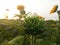 Young baby sunflower ready to bloom in the garden. Tropical flower garden in field. Green background of  sunflower in bloom