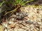 Young baby viviparous lizard or common lizard sunbathing on the sand