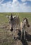 Young baby zebra and mother family standing together