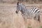 Young backlit zebra in grassland