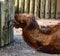 A Young Bactrian Camel