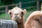 Young bactrian camel