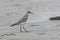 young Bairds Sandpiper standing on the beach a cloudy