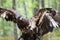 Young Bald Eagle