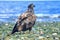 Young Bald Eagle, Haliaeetus leucocephalus, on Gravel Beach, Southern Vancouver Island, British Columbia