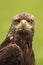 Young bald eagle looking at you