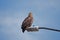 Young Bald Eagle Sand Point Alaska