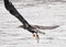 Young Bale Eagle With Fish