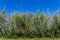 Young Bamboo forest on a sunny day