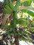 young banana fruit in the daytime close up