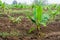 Young banana plants in rural farm in the moring, close up