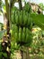 Young bananas, green bananas behind the house