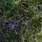 Young bank vole hidden in the grass