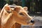 Young banteng eating straw on park