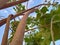 Young banyan tree under the clear blue sky